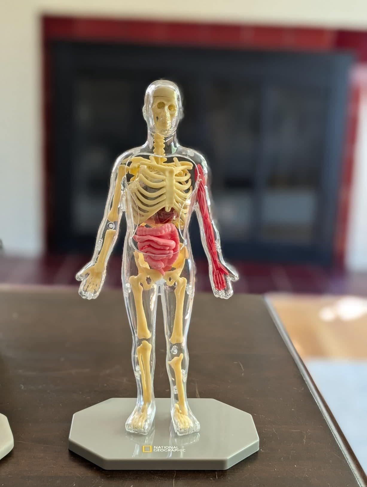 Fully assembled human body model on the display stand